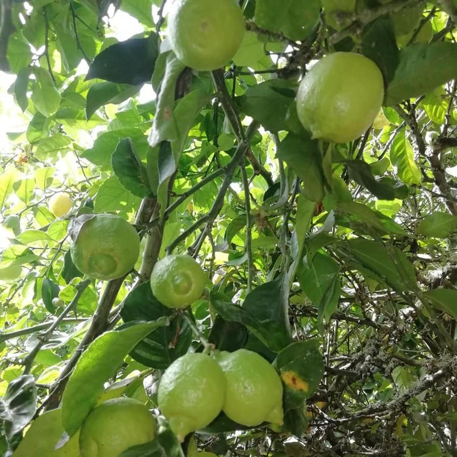 Finca Los Arcos Del Laurel Moya  Esterno foto