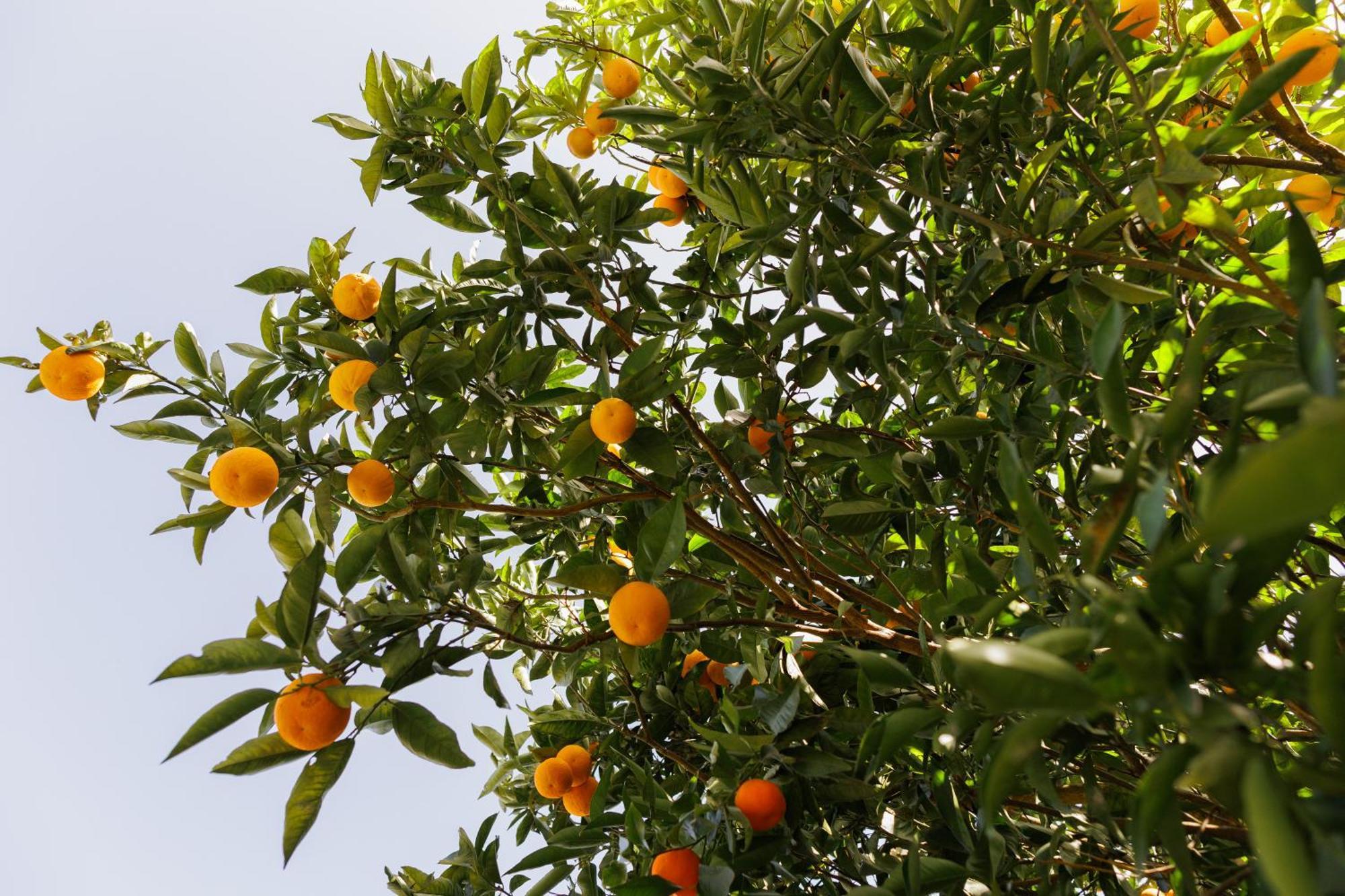 Finca Los Arcos Del Laurel Moya  Esterno foto