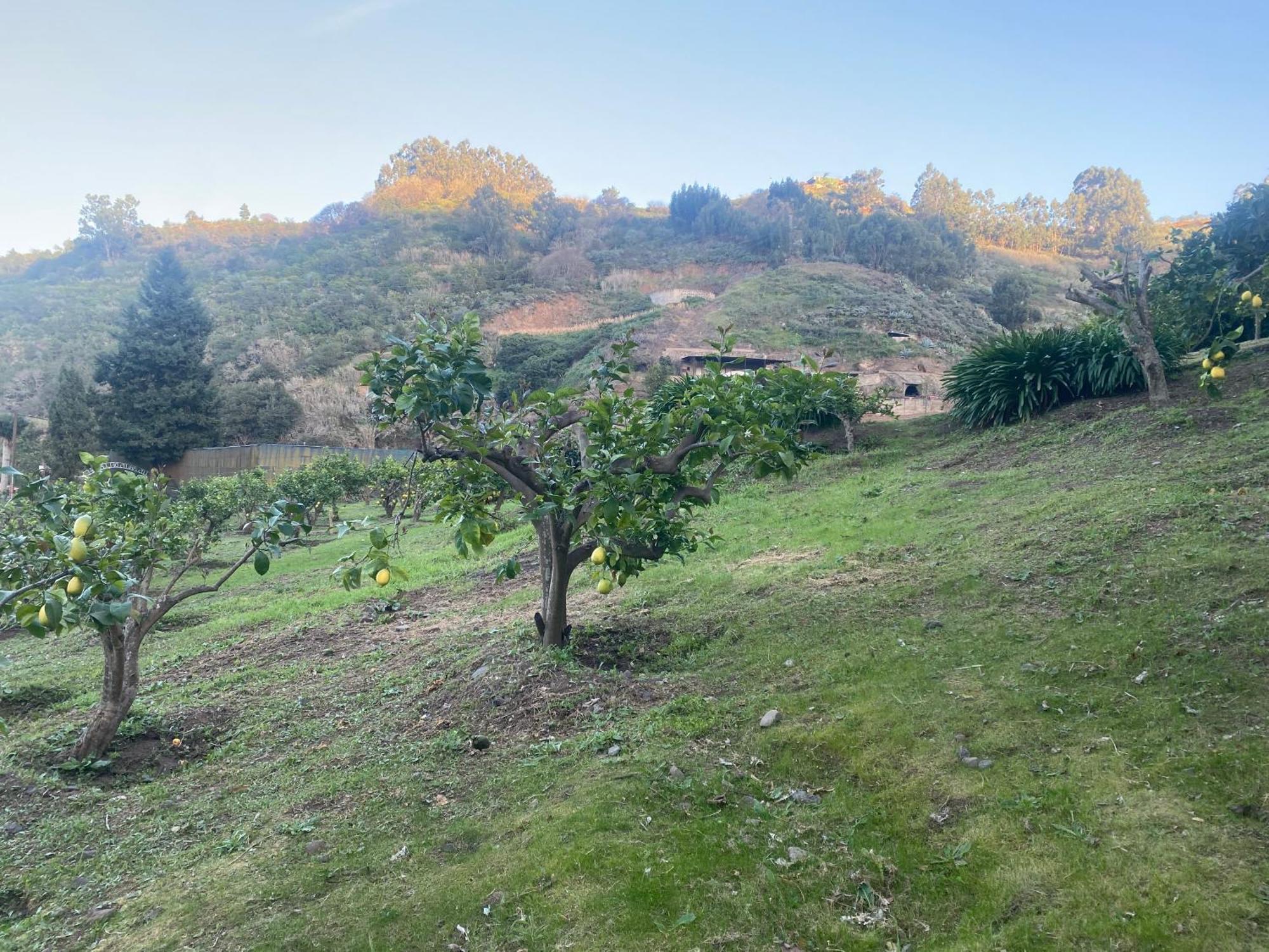 Finca Los Arcos Del Laurel Moya  Esterno foto