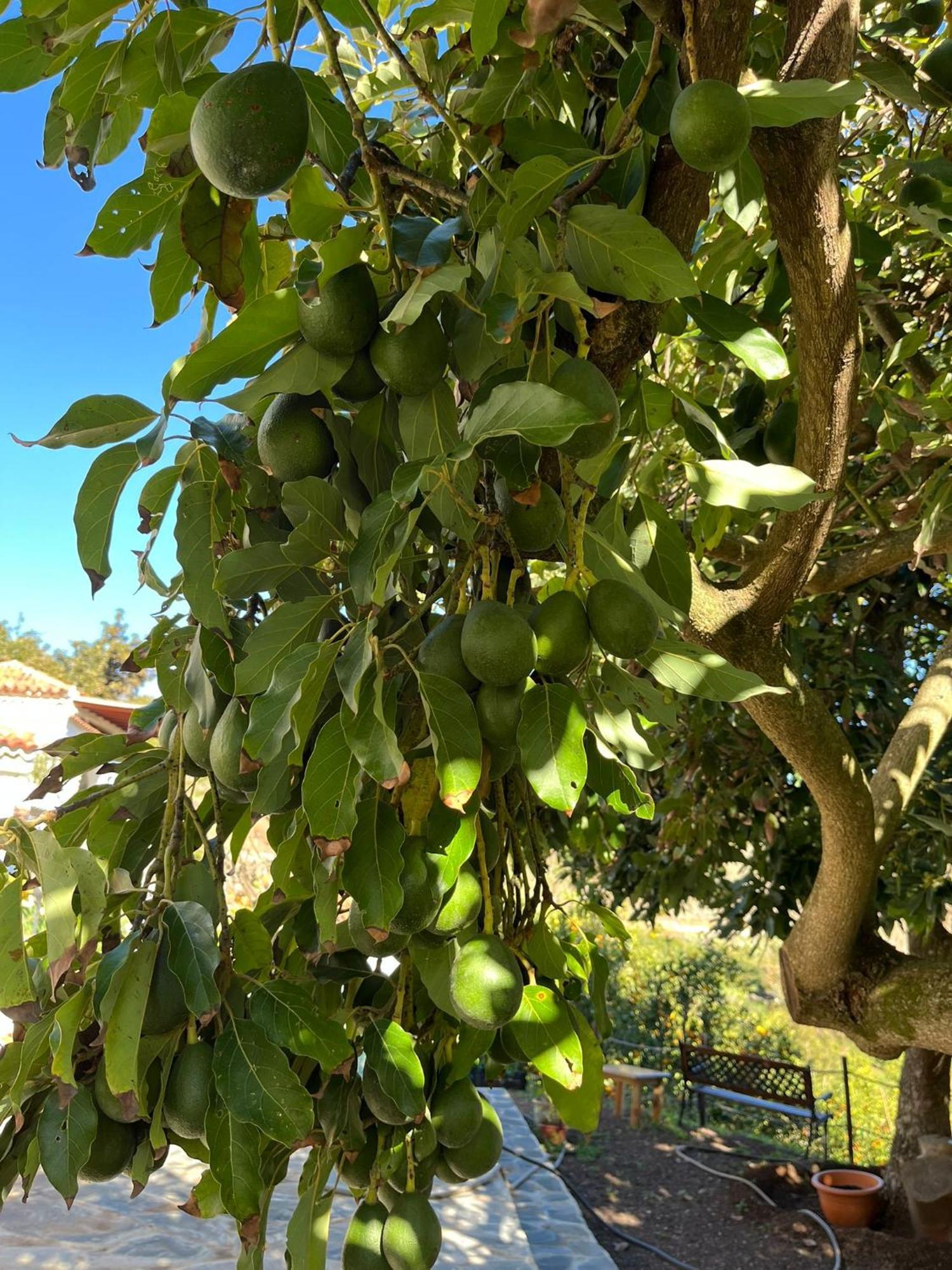 Finca Los Arcos Del Laurel Moya  Esterno foto