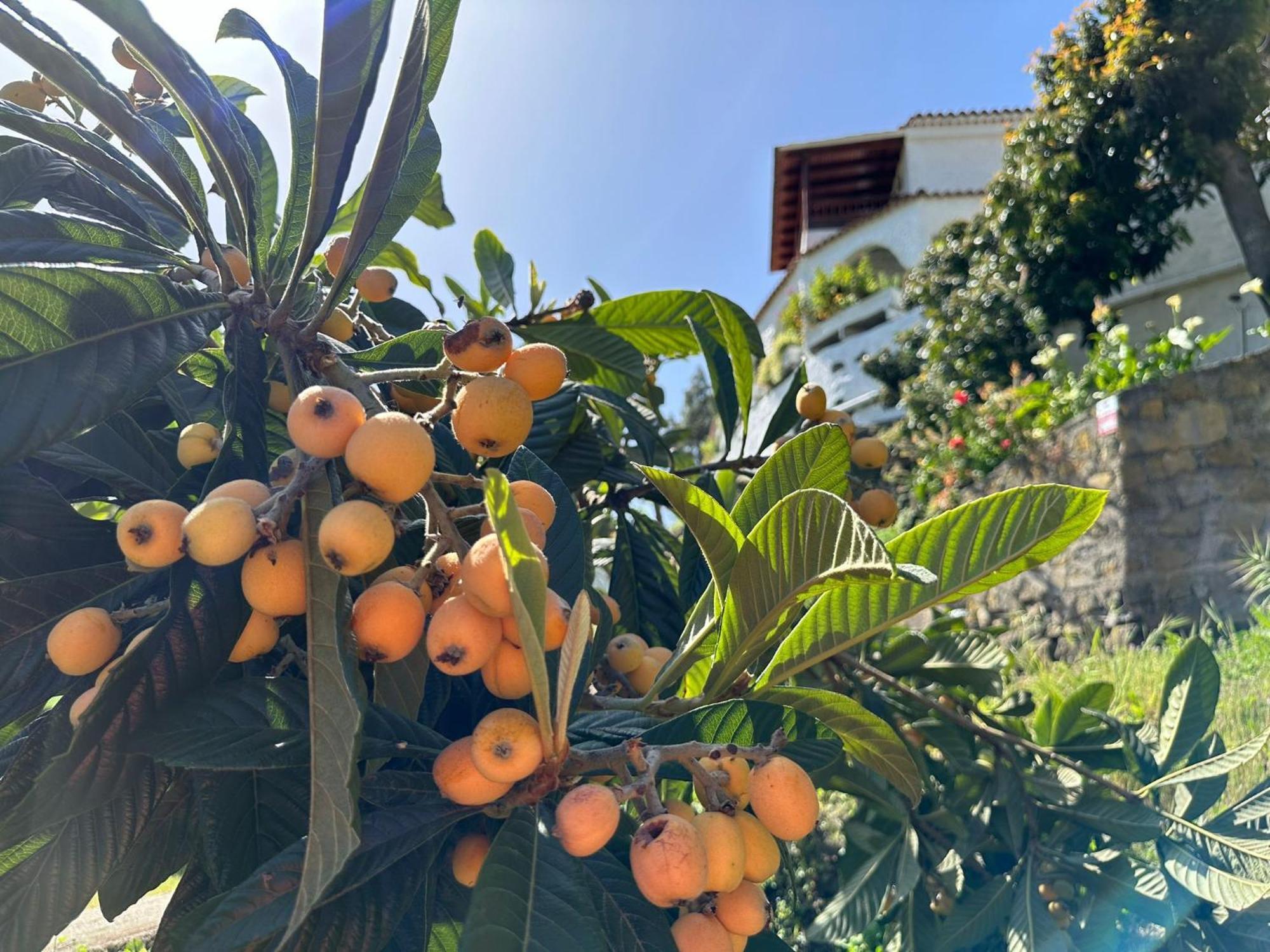 Finca Los Arcos Del Laurel Moya  Esterno foto